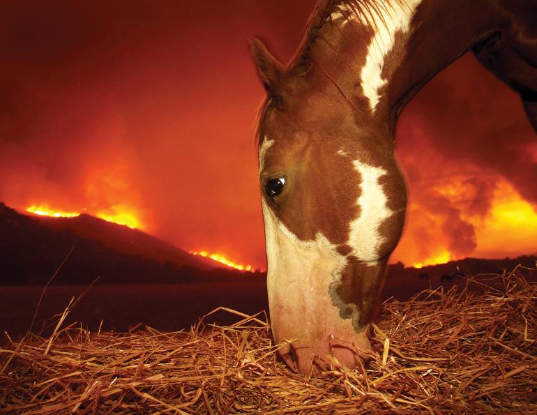wildfire smoke horses, protect horse smoke inhalation, how to tell if wildfire smoke dangers horses, smoke on a horse farm, air quality index