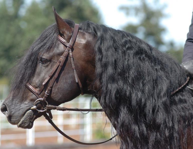 What You Need for a Perfect Mane