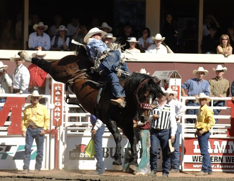 2012 readers choice awards, grated coconut rodeo horse, horse profile, amazing horse rodeo riders