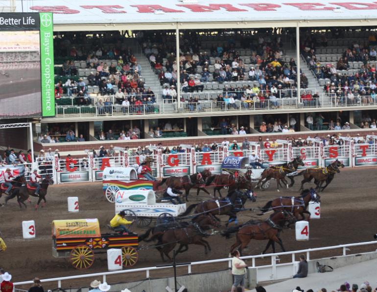 Calgary Stampede Chuckwagon Horse Deaths Controversy Horse Journals