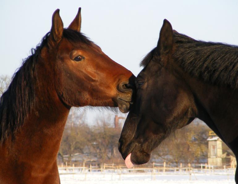 what is the function of licking and non-nutritive chewing behaviour in horses? 
