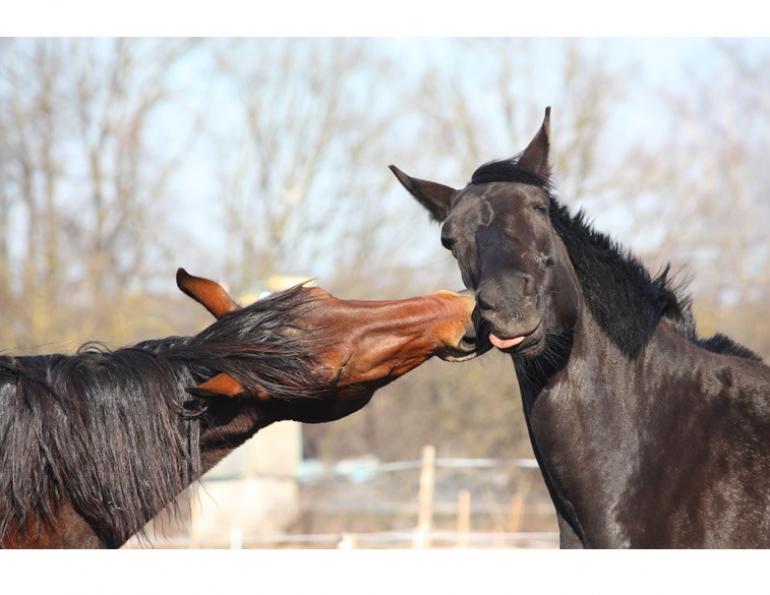 how to keep my horse healthy and happy, equine guelph, international society for equitation science (ISES), hartpury equine science