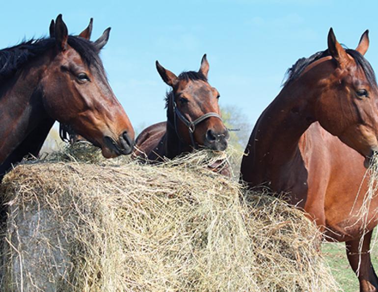 horse heaves, equine heaves, horse lungs, equine lung disease