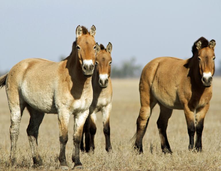 Przewalski Horse, are Przewalski Horses wild?, evolution of Przewalski Horse, Przewalski Horse Chernobyl