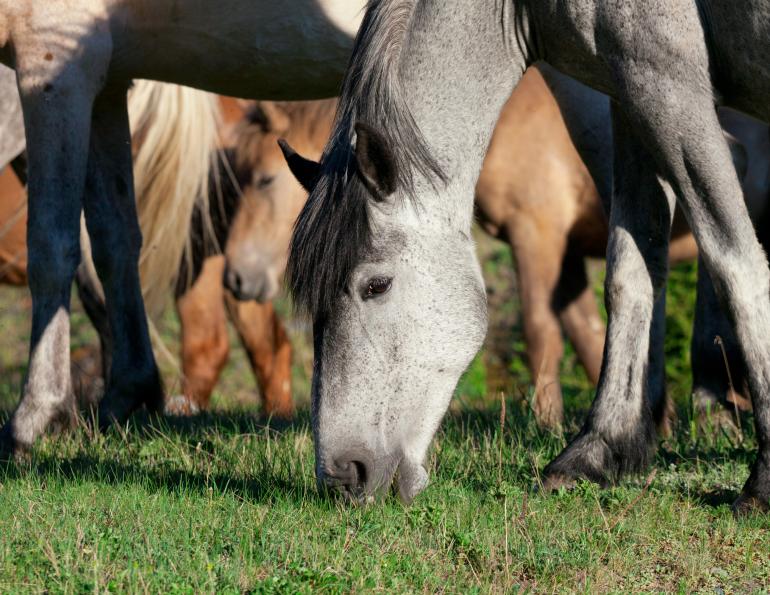horse deworming, equine deworming, tapeworms in horses, equine tapeworms, Mark Andrews Equine Science Update
