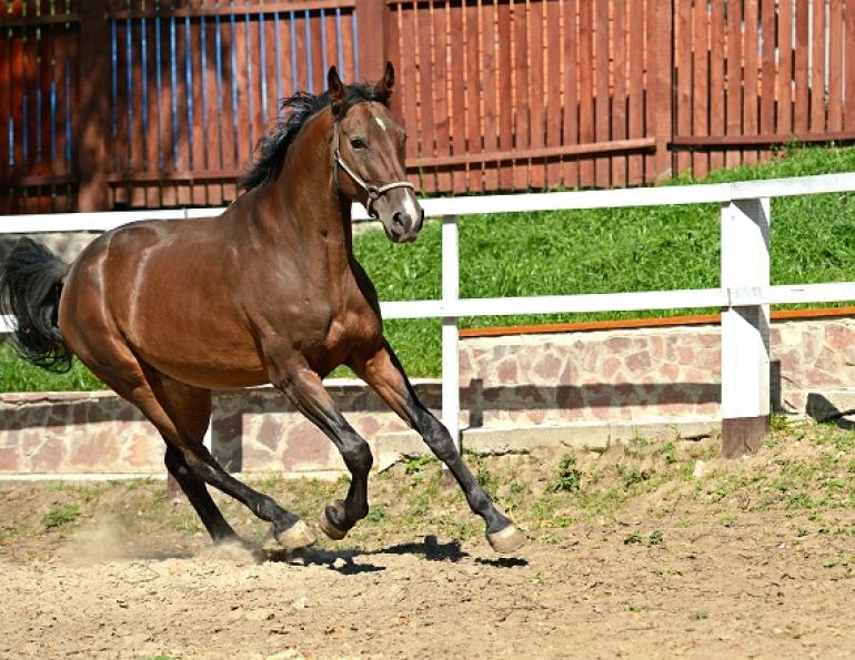 equine Navicular Disease Farriery, Cole Henderson, horse navicular, navicular syndrome, chronic heel lameness, caudal heel syndrome, No Foot No Horse