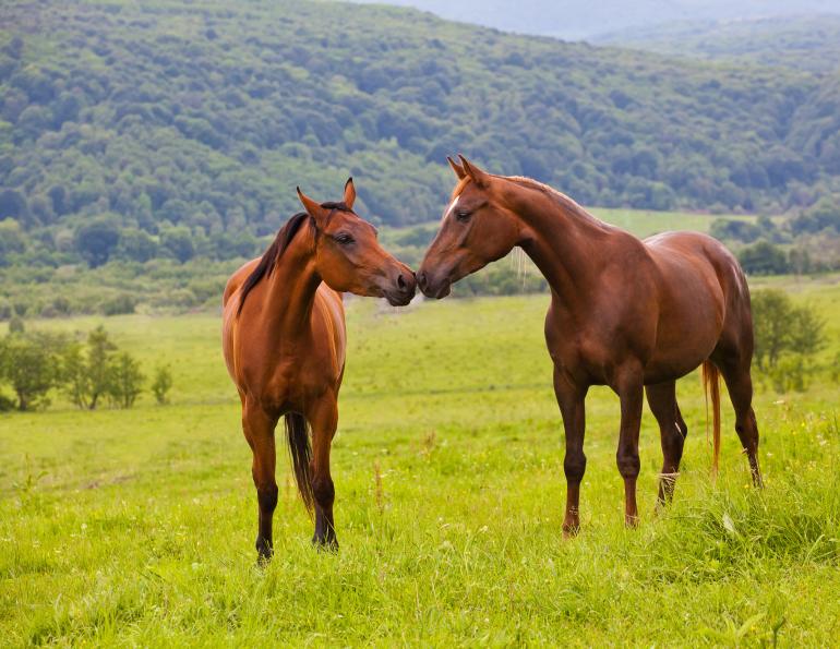 should i rest my horse? Will clining training, how to keep a happy horse, do horses need downtime? 