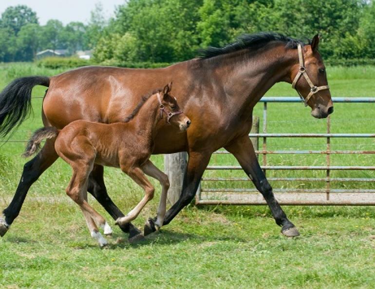 equine embryo transfer, donor mare, breeding top mare, breeding top horses, juan samper, equine pregnancy