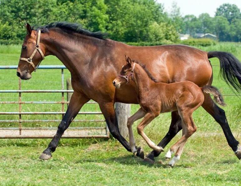 equine embryo transfer, donor mare, breeding top mare, breeding top horses, juan samper, equine pregnancy