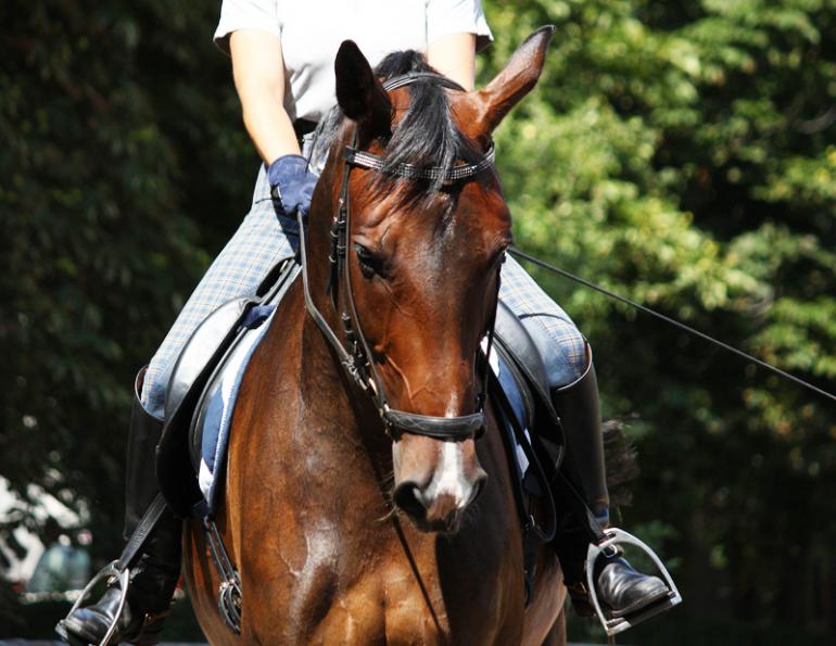 How ride shoulder-in loop dressage, horse trainer Andrea Taylor, dressage exercises