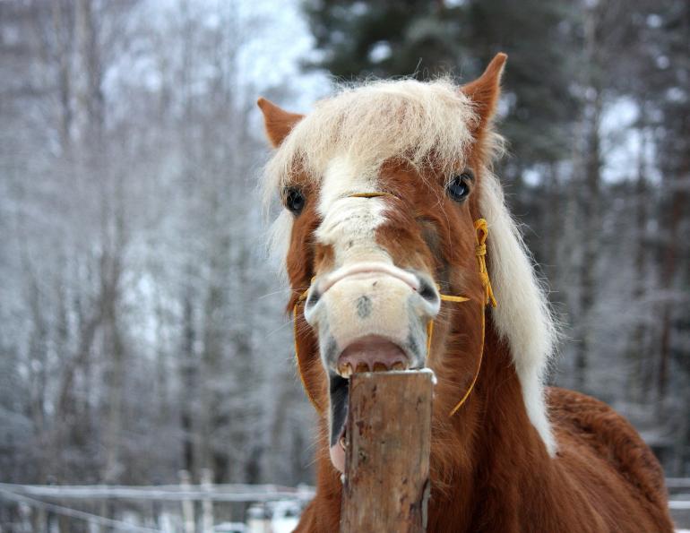 Reduce Horse’s Cribbing equine Juliet M. Getty early weaning foals cribbing