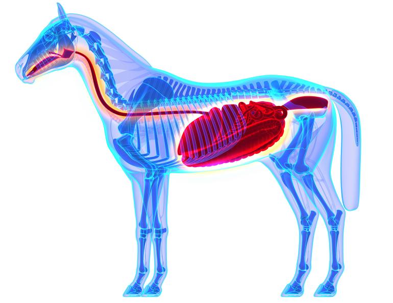antibiotics equine gut, gut health horses, equine colic prevention, probiotics horses, prebiotic horses, intravenous antimicrobial drugs, equine guelph, ontario veterinary college
