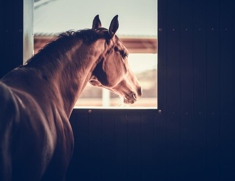 stalled horses impact health, are horses okay isolated, alice ruet equine science mark andrews, housing horses in individual boxes