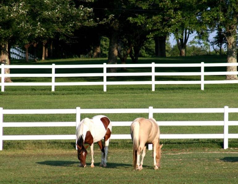 horse fencing, equine fencing, ferris fencing, system fencing, gardner fence, cf fence, electric fencing, vinyl fencing, wire fencing, build horse fence