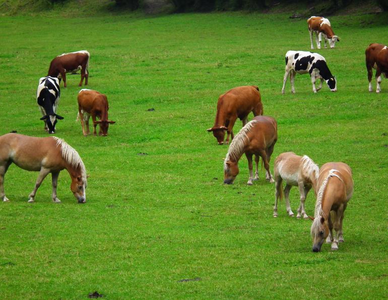 can you put horses and cattle together, can horses and cows share grass, equine parasite control, deworming horses, preventing worms in horses