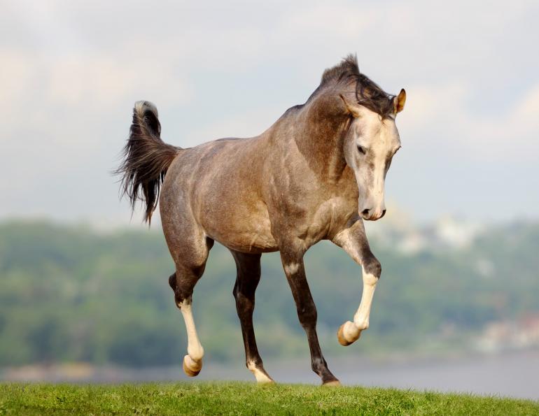 dr juliet getty equine nutrition horse nutrition flaxseeds fats horse diet equine diet fats omega fats equine diet
