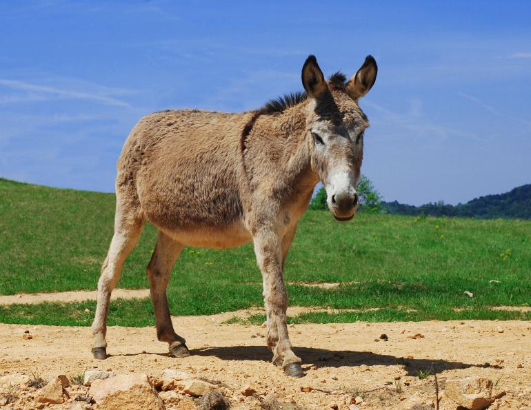 Donkeys Are Natural Heat Lovers | Horse Journals