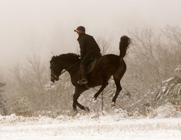 equine behaviour patterns, equine psychology, horse trainer Will Clinging