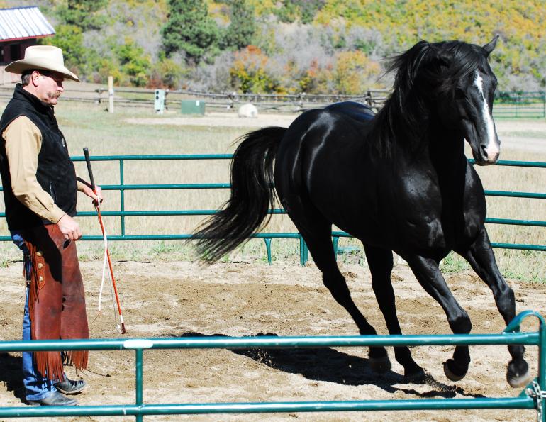 Linda Parelli, pat parelli, natural horsemanship, shy horses, think like a horse