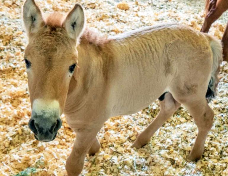 cloning horses, przewalski horse cloned, chernobyl prezewalski horses, viagen equine cedar park texas, margaret evans horse