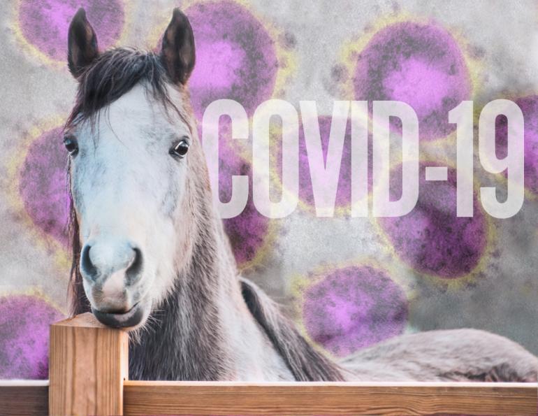covid-19 and horses, caring for your horse coronavirus, equine guelph coronavirus