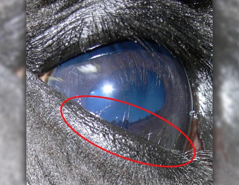 distichiasis friesian horses, mark andrews equine science update, genetic defect friesian horses, eye problems horses