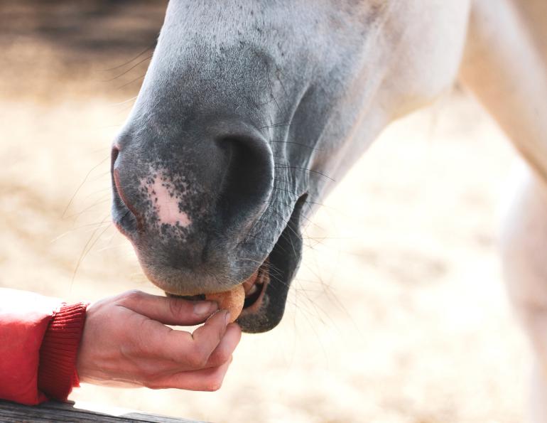 how smart are horses, do horses understand their humans? applied animal behaviour science equine, nottingham trent university equine, whoa, n-go study