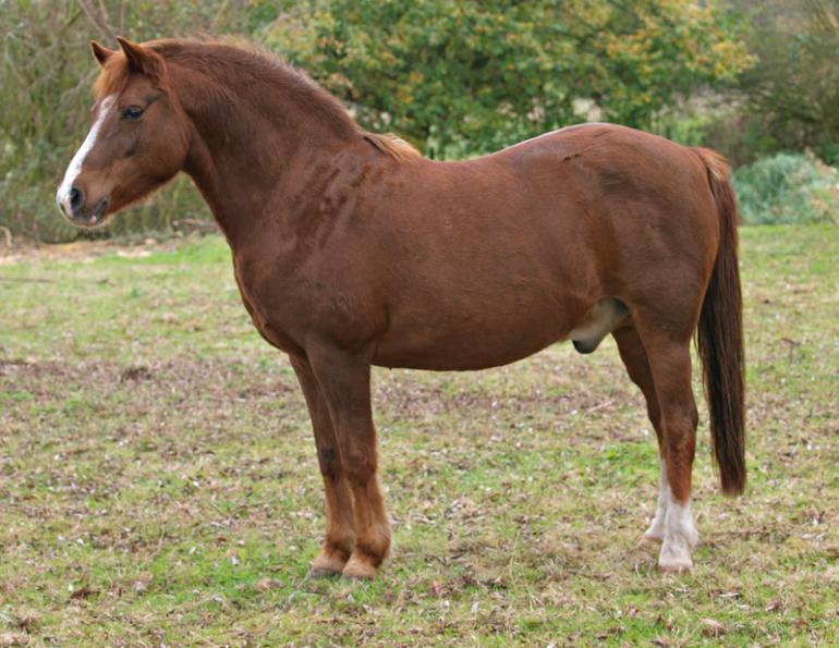 equine metabolic syndrome, ems, cushing's disease, ppid, high insulin horses, overweight horse