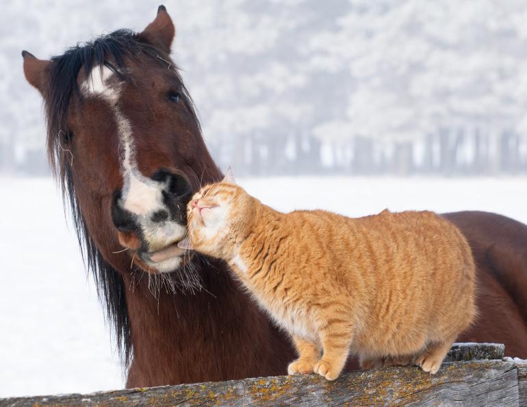 canada horse photo contest, equine photo contest canada, horse photos, gorgeous horse pics