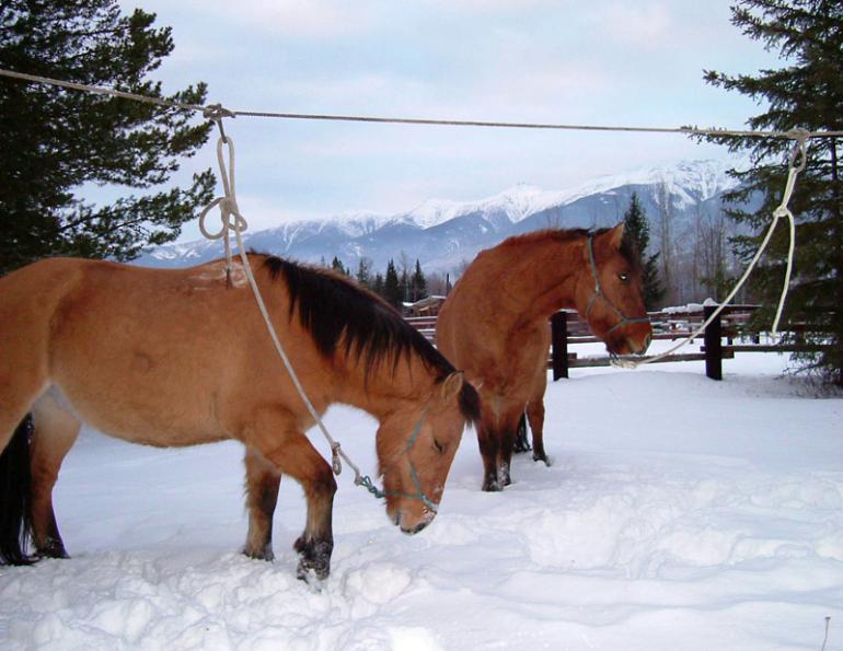 The Art of Wrangling: Keeping Your Horses Close | Horse Journals