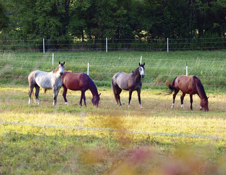 penn state extension equine team, rotational grazing horses, managing horse pastures, sacrifice lot horse grazing