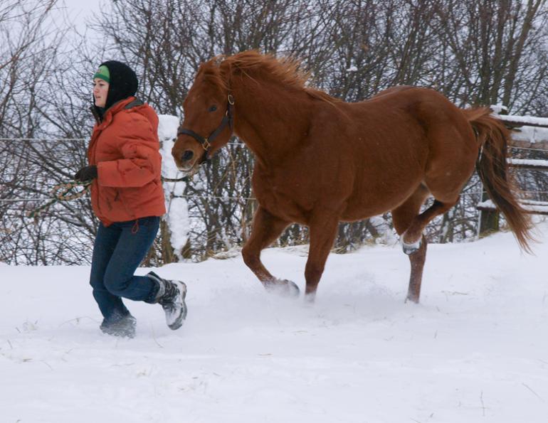 Diseases resulting in Hind Limb Gait Deficits in Horses, stringhalt in horses, Fibrotic Myopathy in horses, Shivers in Horses, Equine Polysaccharide Storage Myopathy PSSM