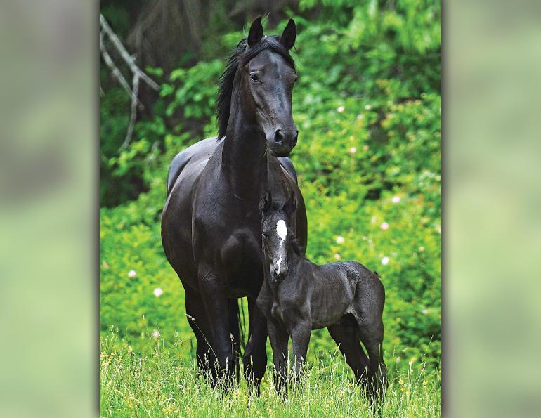 canadian horse mare and foal, official horse of canada, Woodmont Farm Canadian Horses, Dan Wilson breeder