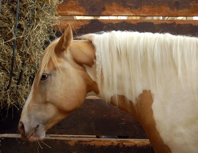 Dealing with your horse's lack of appetite