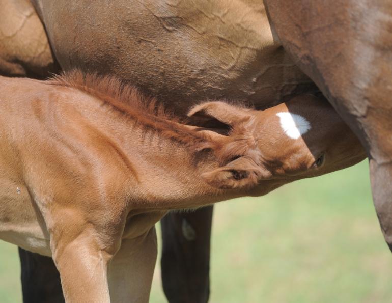 Colostrum for Foals: The Magic Milk