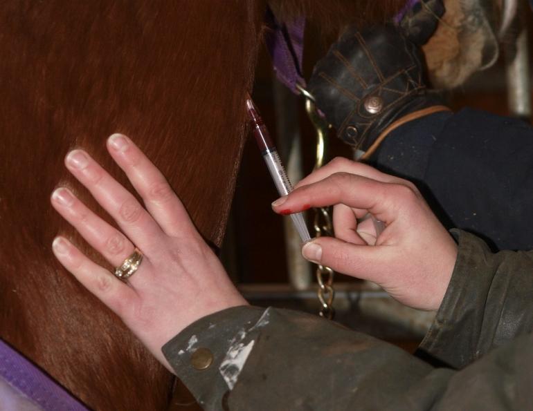Horse injection, equine injection, Intramuscular injections horses, IM horses, Subcutaneous injections horses, Intravenous injections horses, injection sites horses, sterile syringes and needles horses, administering horse medication 