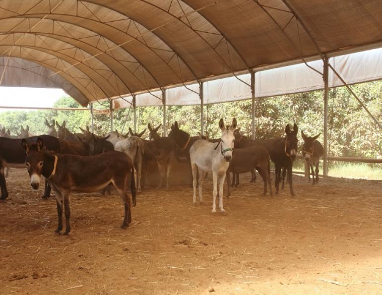 donkey sanctuary, haven for donkeys, donkeys 3rd world, donkeys in need, animal sanctuary, donate for Christmas