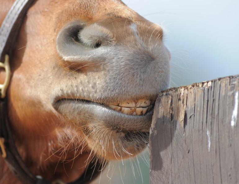 Deter Wood Chewing in "Eager Beaver" Horses