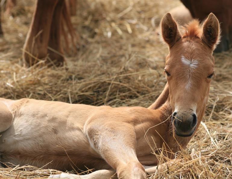 How to Care for Your New Foal