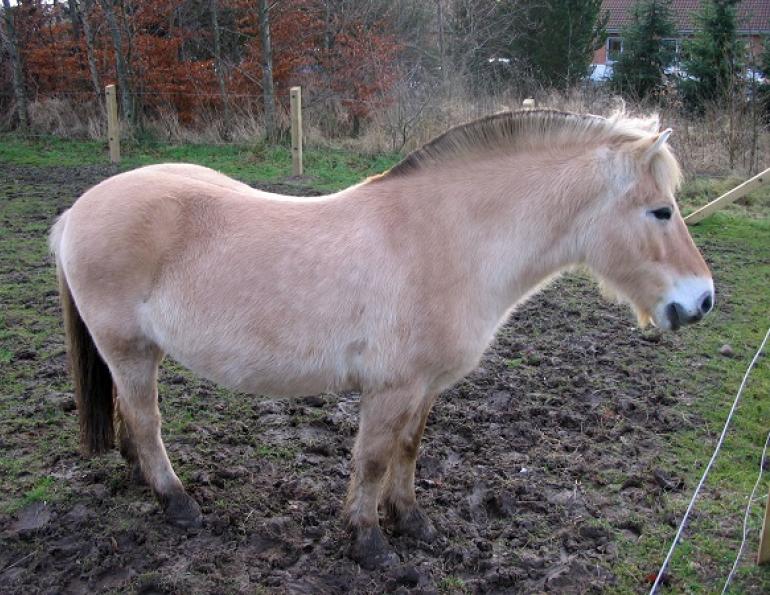 Managing Spring Mud in Your Horse Pastures