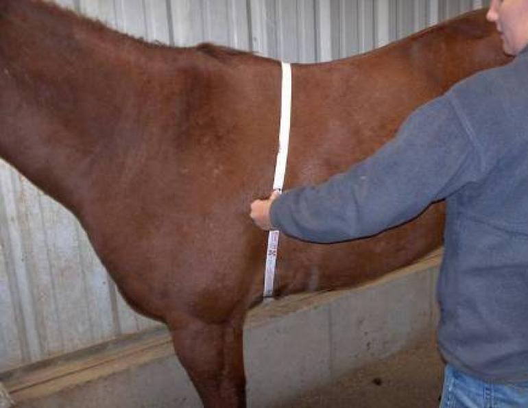 Estimating Your Horse's Weight