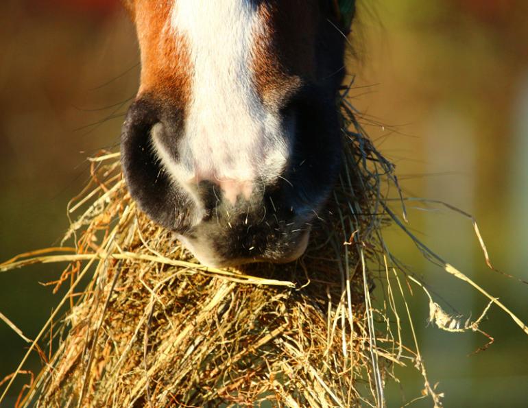 equine Diarrhea, winter diarrhea Horses, Equine Digestion, chronic horse diarrhea, equine Diarrhea