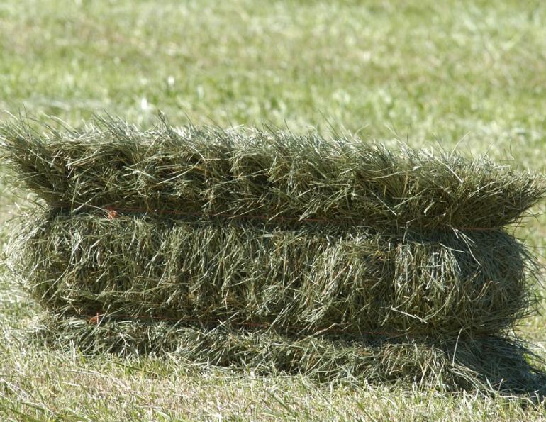 How to Interpret Hay Analysis Results for Your Horse