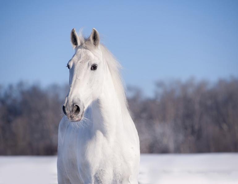 Do Horses need electrolytes in Winter?, horse electrolytes, equine dehydration, equine impactions, Dr. Wendy Pearson