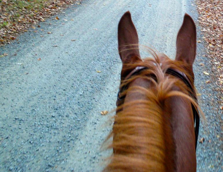 horse instincts reactions vs. Response, teaching your horse controlled responses, teach horse overcome bad habits, 