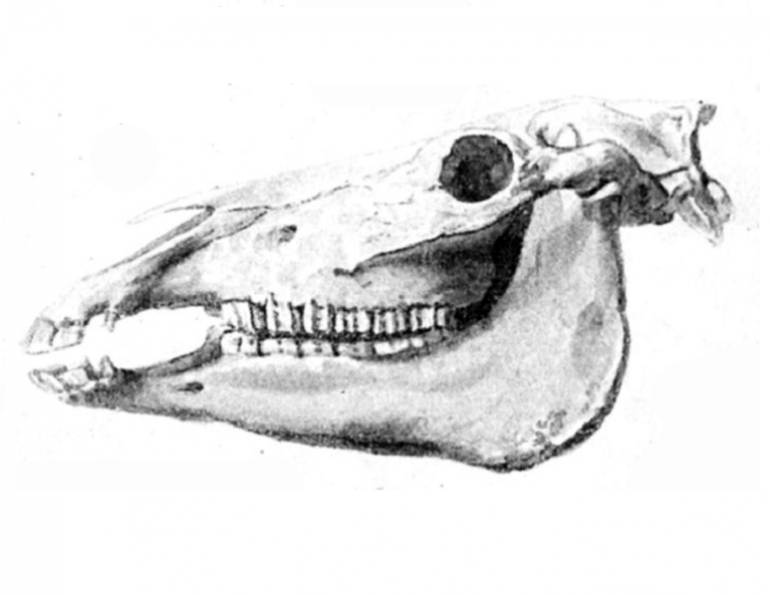 equine dentistry, horse skull, horse teeth, horse dentistry