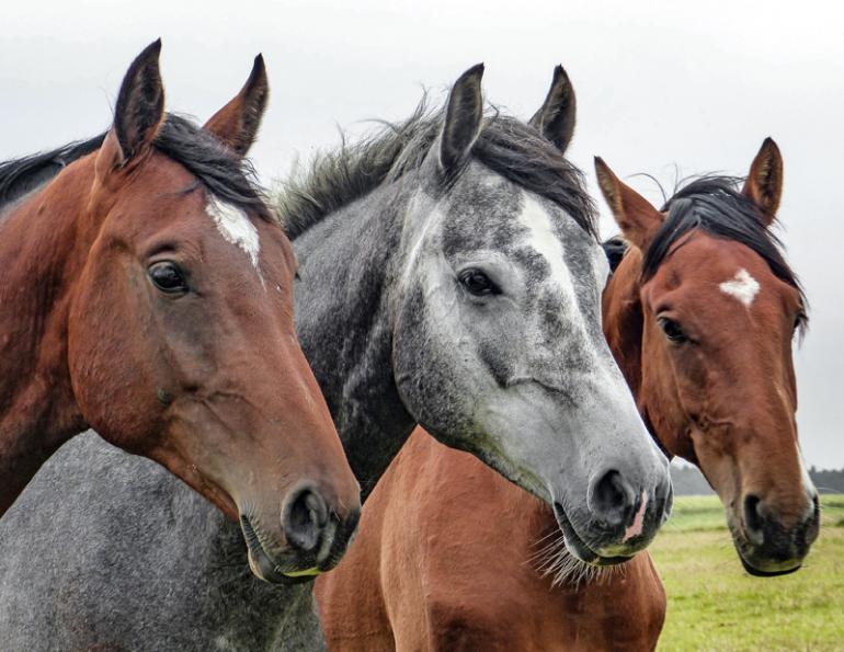 equine immune system, Equine infectious anemia, equine organ-damaging inflammation, blood-borne equine disease, equine eia, testing horse blood, Equine infectious anemia-infected horse, horse care, horse health