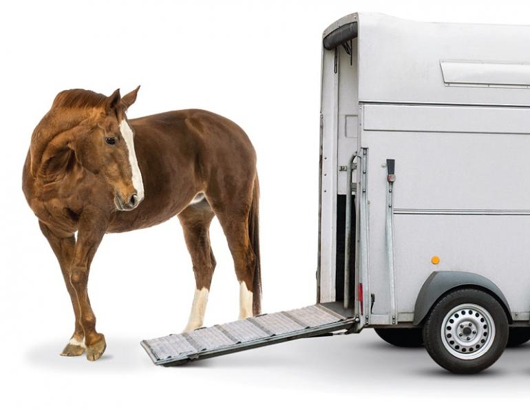 Inside Your Horse Trailer, horse to transport my horse safely, what type of horse trailer should i buy, best horse trailers, shipping fever, pleuropneumonia, kevan garecki