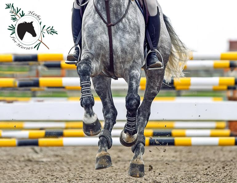 herbs for horses, reducing inflammation horses, oa horses, osteoarthritis horses, spirulina horses, blue green algae for horses, natural supplements for horses, scientific studies horse supplements