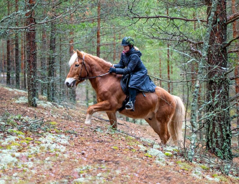 Trail Riding tips, Pat Barriage, Trail etiquette rules, Horse Industry Association Alberta, horse trail riding etiquette